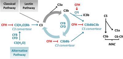 Deleterious Impact of a Novel CFH Splice Site Variant in Atypical Hemolytic Uremic Syndrome